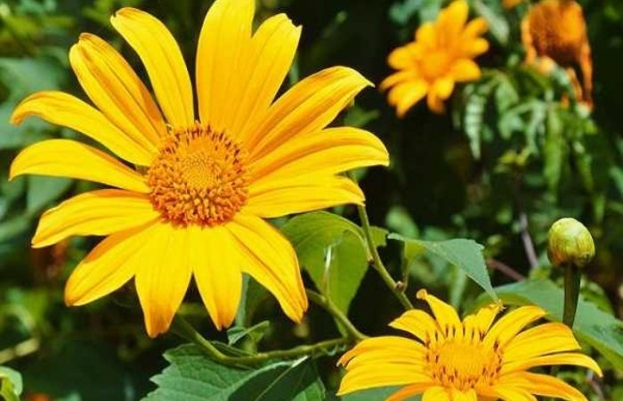 Tổng quan giấc mơ thấy hoa màu vàng