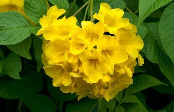 Tổng hợp số đẹp lô đề từ chiêm bao mơ thấy hoa màu vàng