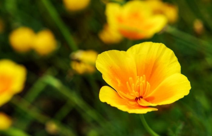 Ngủ mơ thấy hoa màu vàng và cỏ xanh